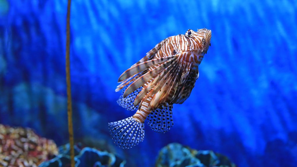 Z kůže invazivních ryb vznikají opasky a peněženky, firma tak chrání korály